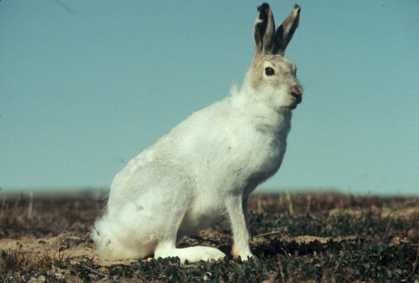 Животные севера заяц Беляк