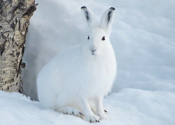 Заяц Беляк Кивач