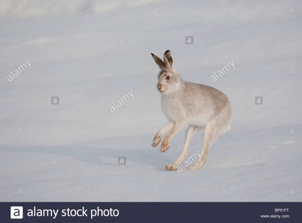 Заяц Беляк толай и Русак