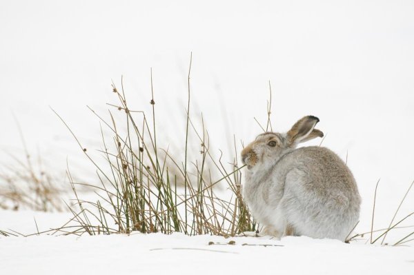 Заяц грызет кору деревьев