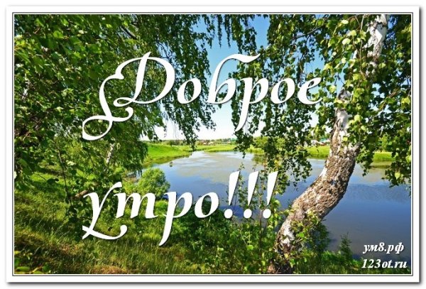 С добрым утром березы