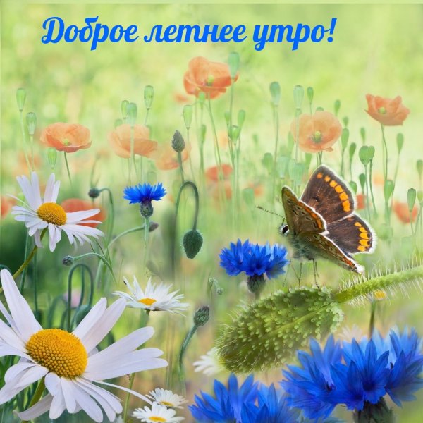 Открытка прекрасного летнего дня