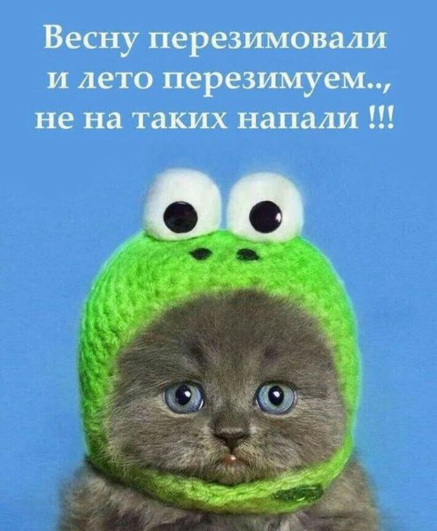 Открытки смешные для поднятия настроения с юмором