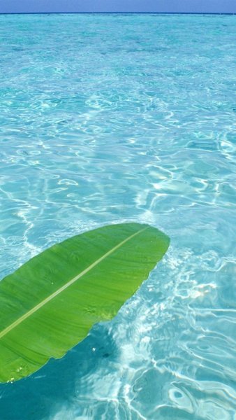 Летние цветы обои