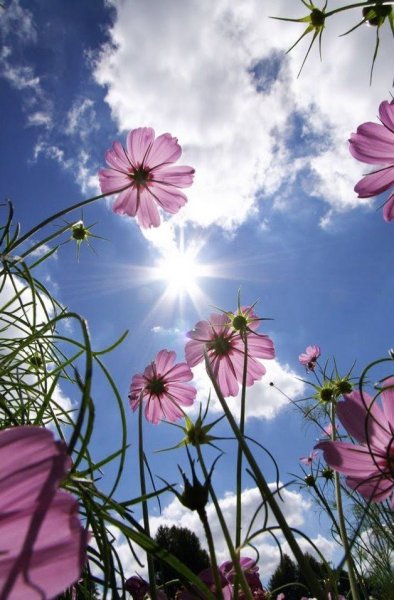 Пальмы и парусник