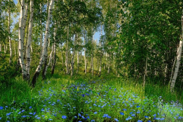 Русская природа лето Березовая роща