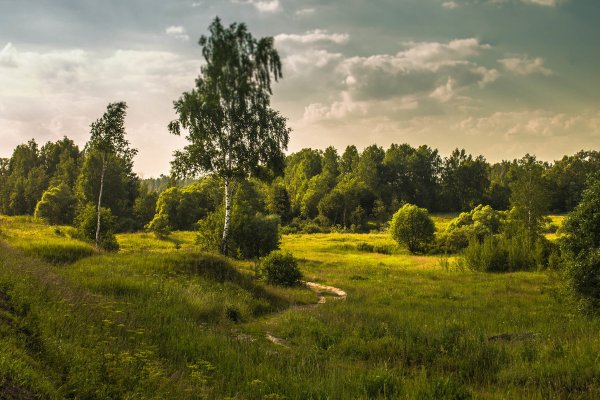 Природа Березовая роща Полянка речка