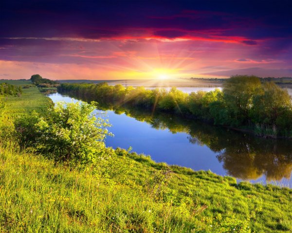 Природа Кузбасса березы