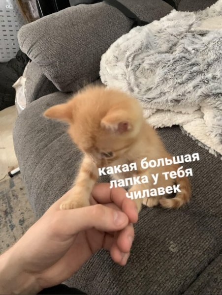 Высказывания для поднятия настроения