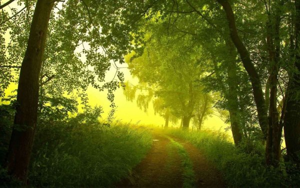 Утренний лес