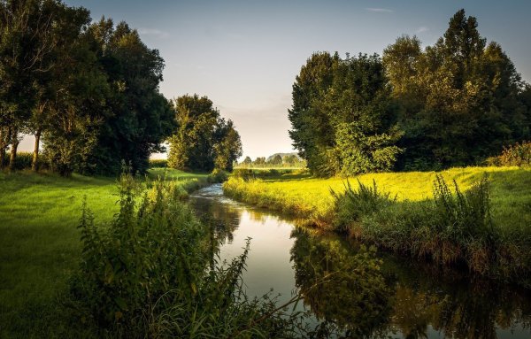 Поляна цветов в лесу