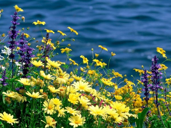 Цветочная Поляна