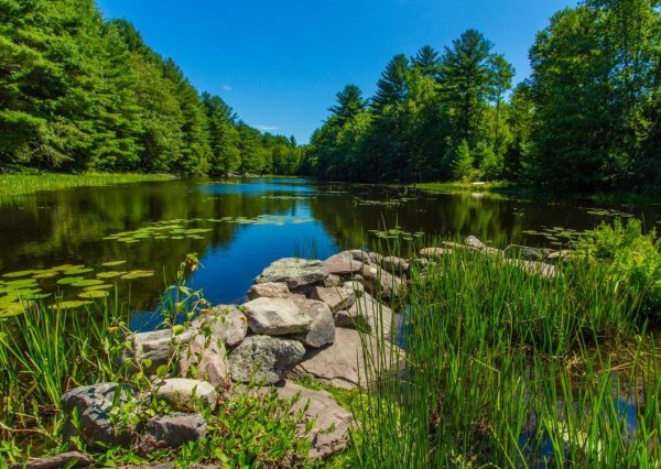 Пейзажи природы лето