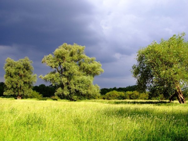 Русская природа