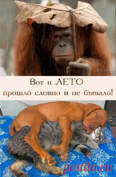 Вот и лето прошло словно