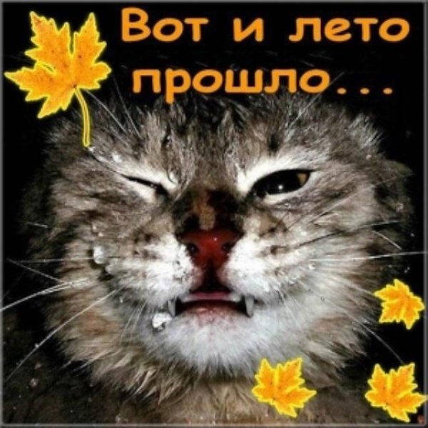 Грустный юмор