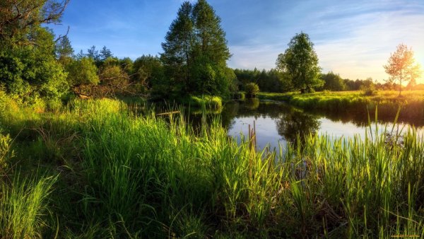 Летняя природа