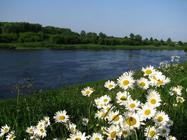 Пейзаж с ромашками