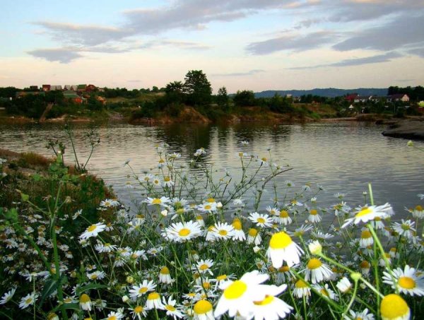 Ромашки у реки