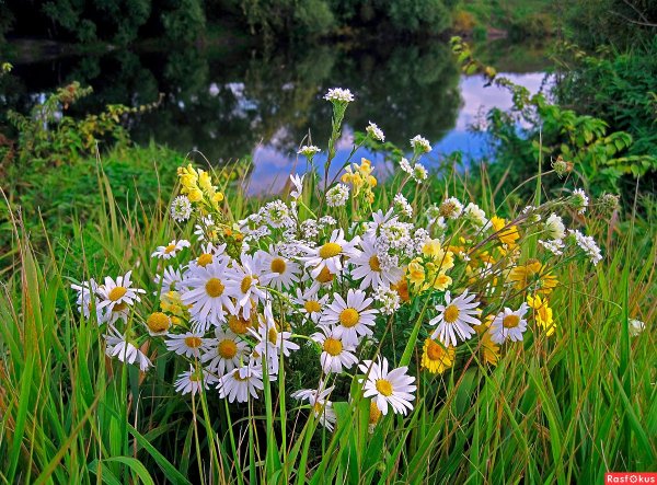 Букет ромашек на природе