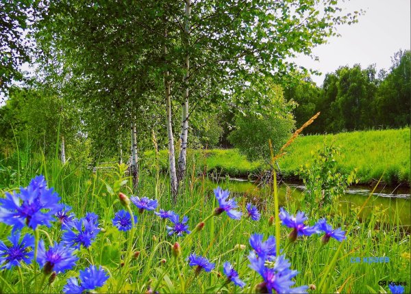 Природа васильки