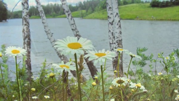 Березы и ромашки