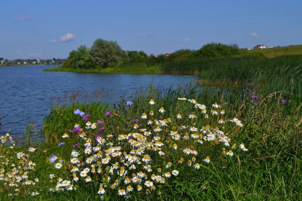 Ромашки у реки
