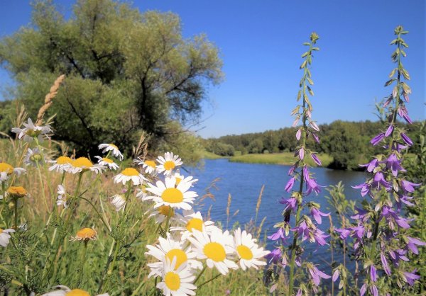 Ромашковая Русь