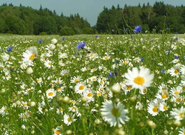 Ромашковая Поляна Хаджох