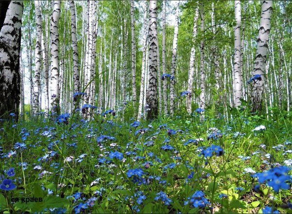 Березки Васильков