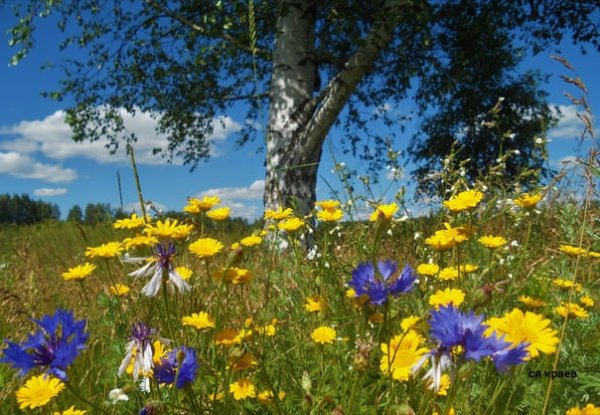 Луг с васильками и ромашками