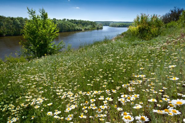 Лес река поле с ромашками