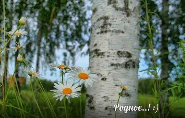 Ромашковое поле березы