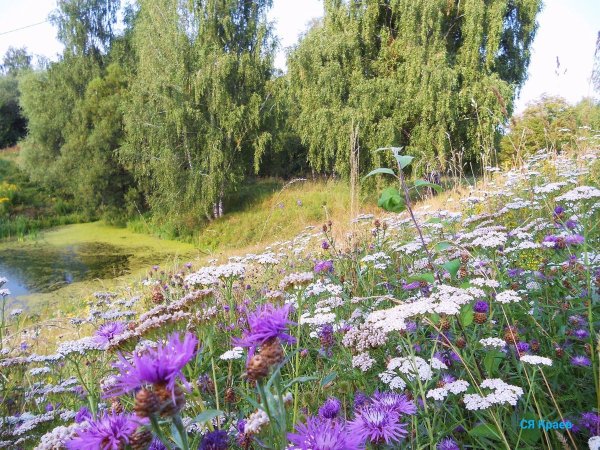 Лето фотопейзажи Сергея Краева