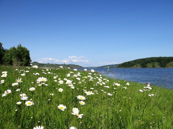 Ромашковое поле сибирской речки