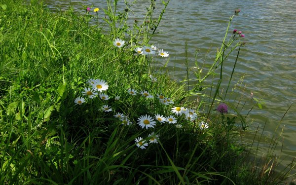 Ромашки у пруда