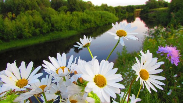 Ромашки озеро