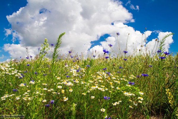 Ромашково Васильковое поле
