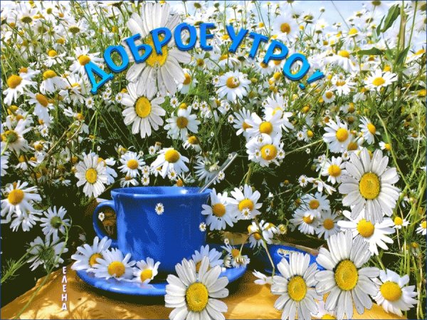 С добрым летним утром