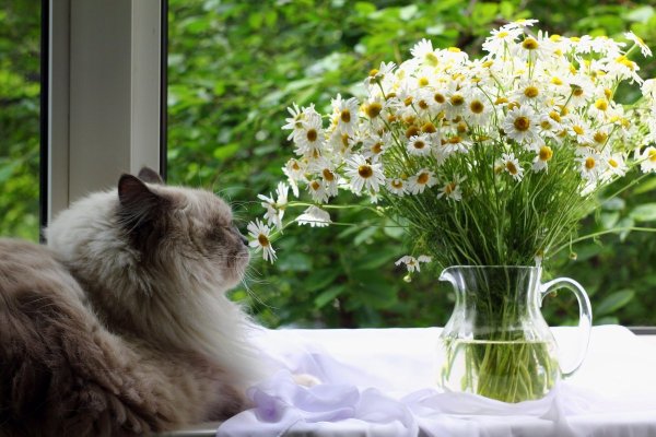 Букет ромашек для настроения