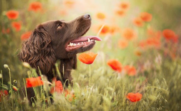 Собака ирландский сеттер