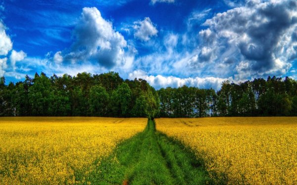 Красивое лето