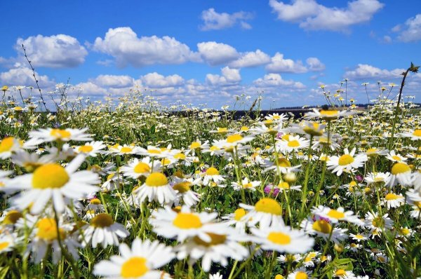 Лето июль природа