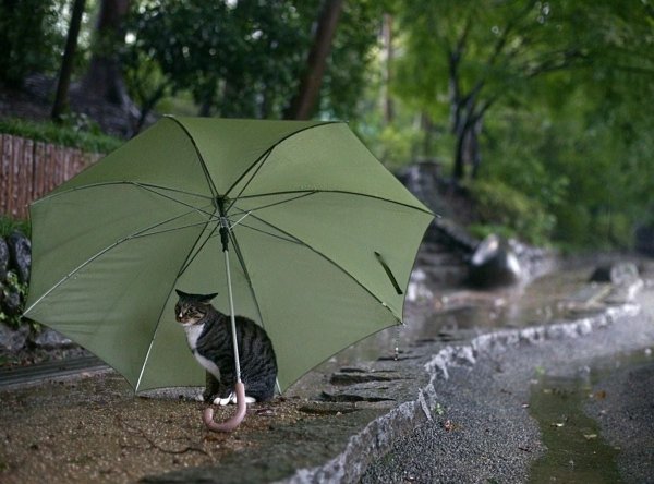 Сильный дождь