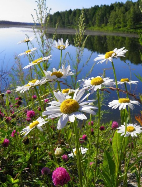 Лето природа