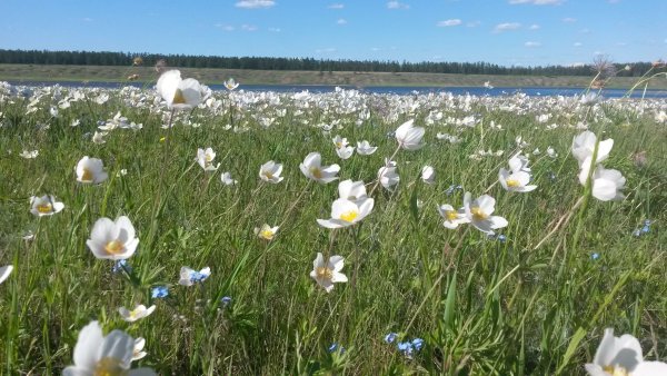 Природа Якутии Саха сирэ