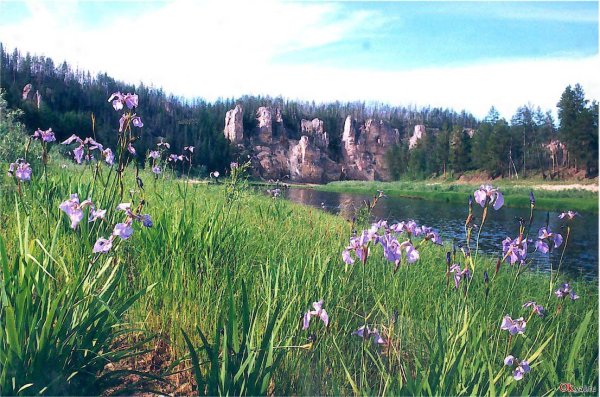 Поле Якутия