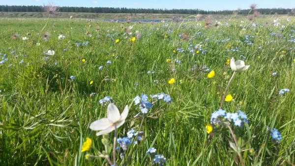 Республика Саха Якутия летом
