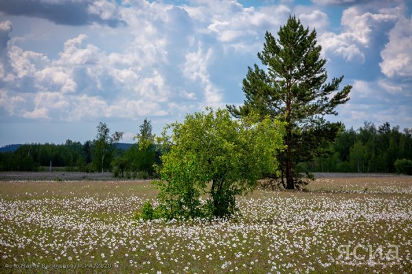 Река Лена Тайга
