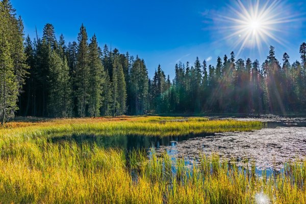 Летняя природа Якутии